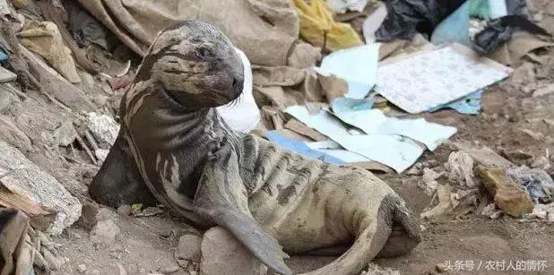 “三竹”过后真正的报应来了