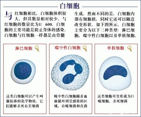 白细胞3.93低吗吃啥补白细胞,白细胞2.1女人白细胞低的危害