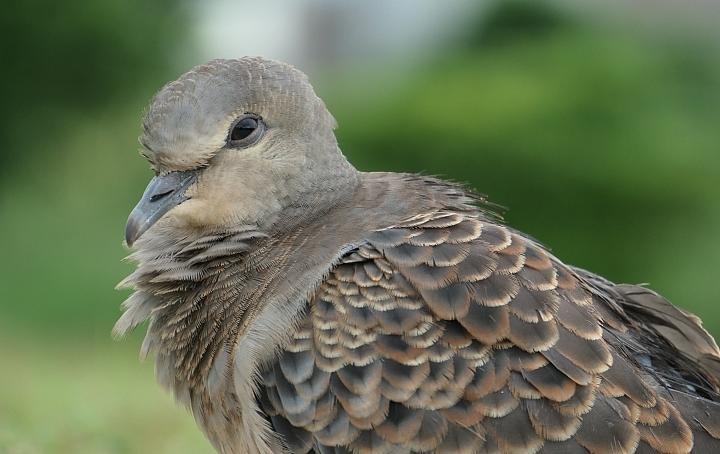 leica徕卡c-lux2多少钱,徕卡clux变焦