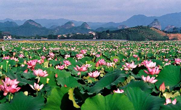 农秀才：农业农村部推荐100个休闲农业和乡村旅游精品景点线路