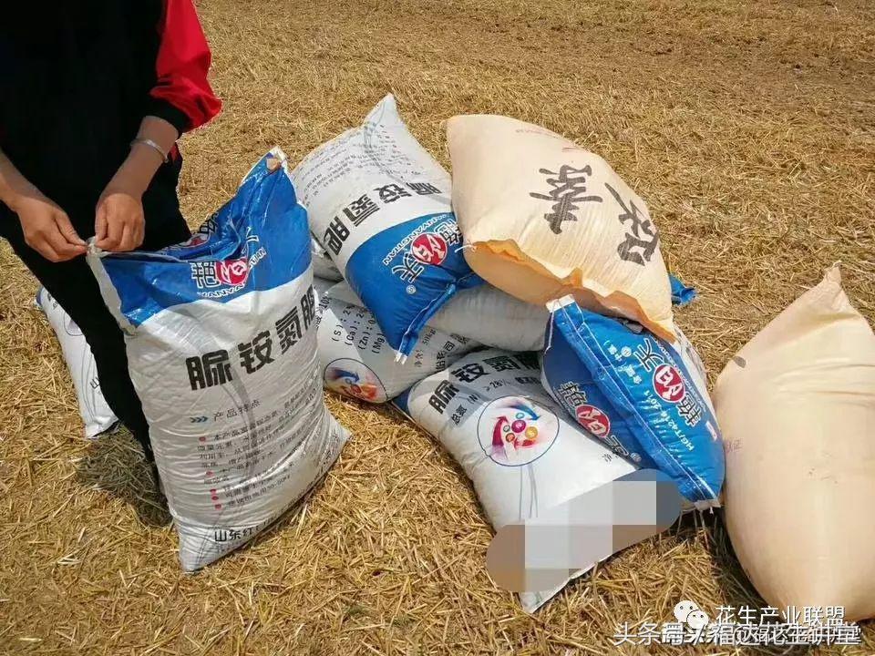 花生茬种小麦麦苗发黄是怎么回事,夏花生出苗不齐怎么回事