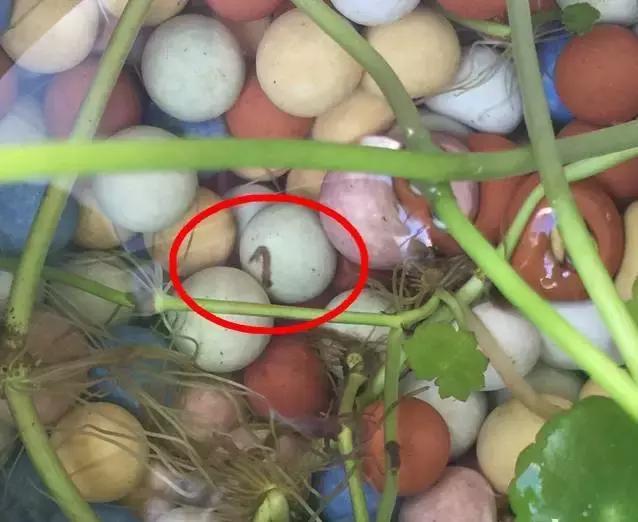 水养的金钱草长虫了怎么办,金钱草水培长绿藻了怎么办