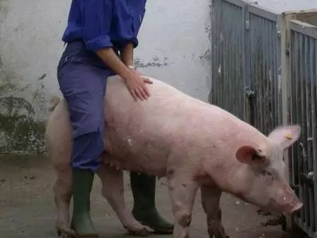 母猪产仔少，如何让母猪窝产13头呢？看养猪高手是怎么做的？