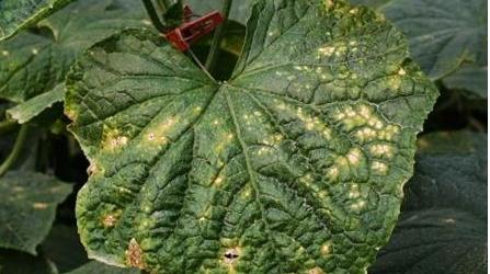 黄瓜叶片边缘一圈发黄什么病,黄瓜叶片出现黄点是什么病