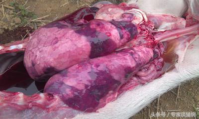 秋季猪场毛病多，还是猪场咳喘在作祟，快来看看专家如何去防控