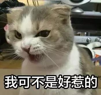 我家猫被别的猫打了,猫被别的猫打了我帮它报仇