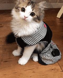 我家猫被别的猫打了,猫被别的猫打了我帮它报仇