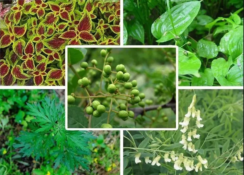 杀灭螨虫的中草药,天然除螨包去除螨虫