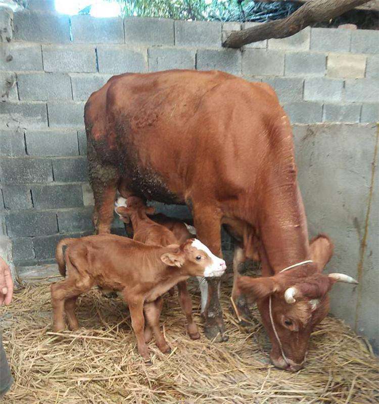 养殖繁育牛怎么挣钱,养殖母牛技术与治疗