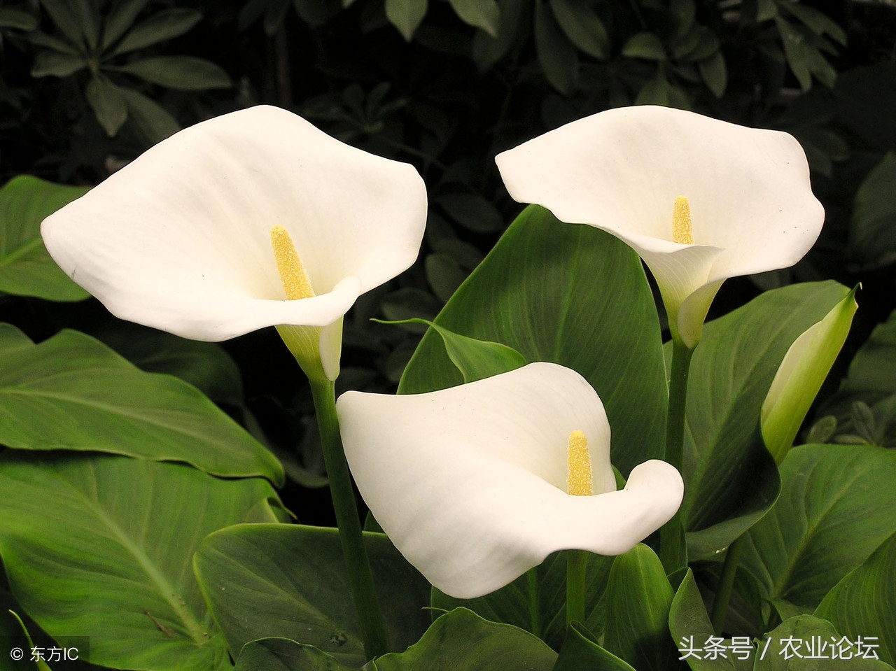 在家养海芋好还是养滴水观音好,滴水观音和海芋区别是什么图片