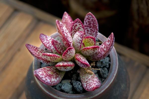 多肉植物水泡品种图片,最便宜的水泡多肉植物