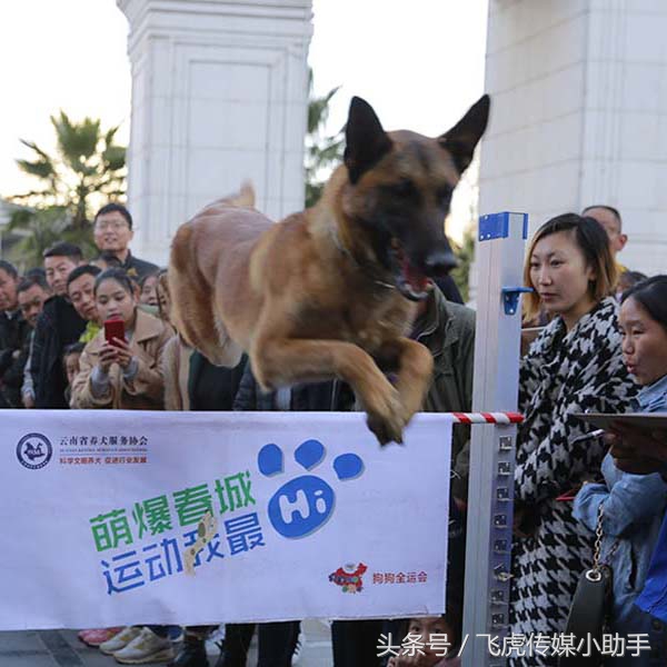 萌宠总动员第一季全集免费,萌宠总动员周末嗨翻天