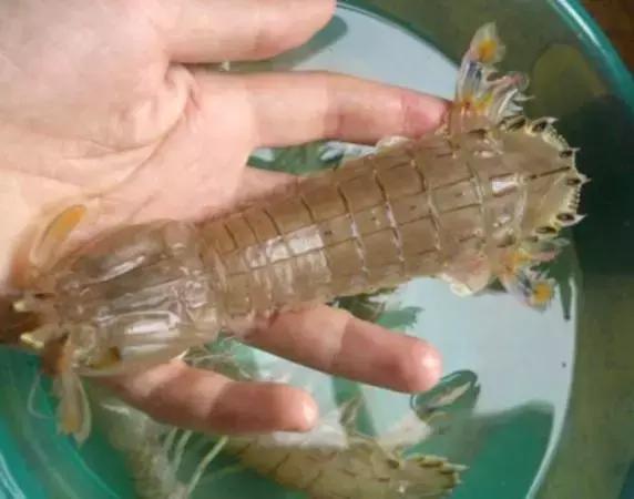 被鲈鱼扎了手指会中毒吗,被鲈鱼扎了手指怎么办