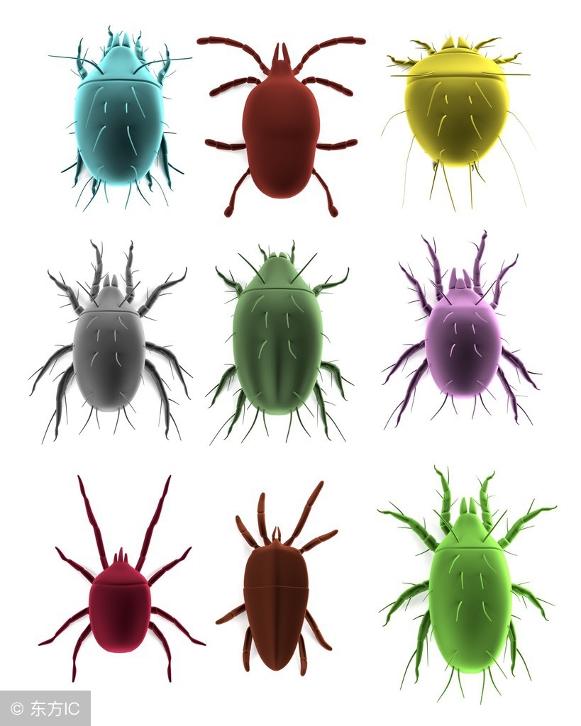 如何解决家里的螨虫,怎样可以解决家里的螨虫