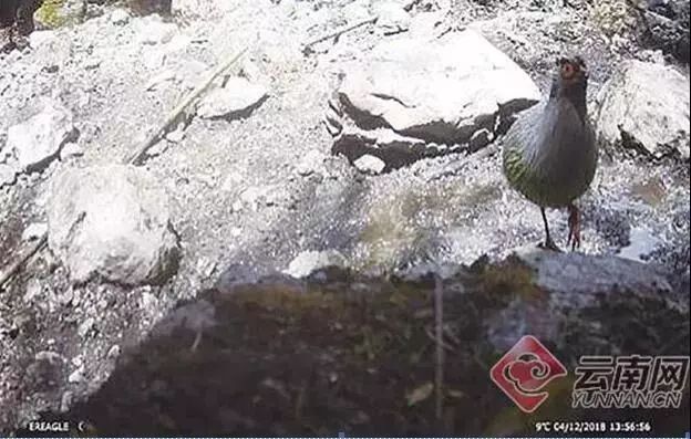 丽江市古城区青少年足球联赛,丽江市2019年青少年足球比赛