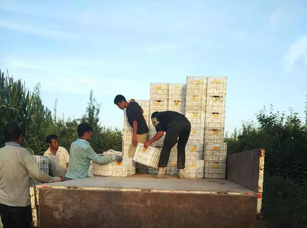 甘甜多汁的*疆新**库尔勒香梨140g以上特级母梨产地直发