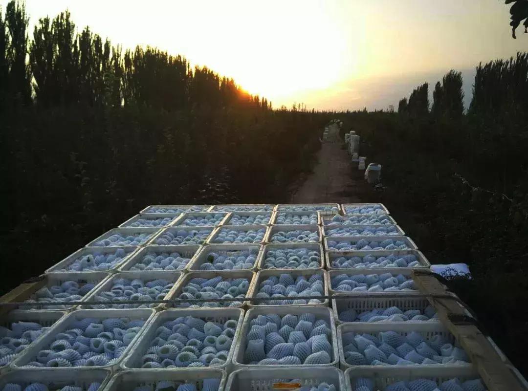 甘甜多汁的*疆新**库尔勒香梨140g以上特级母梨产地直发