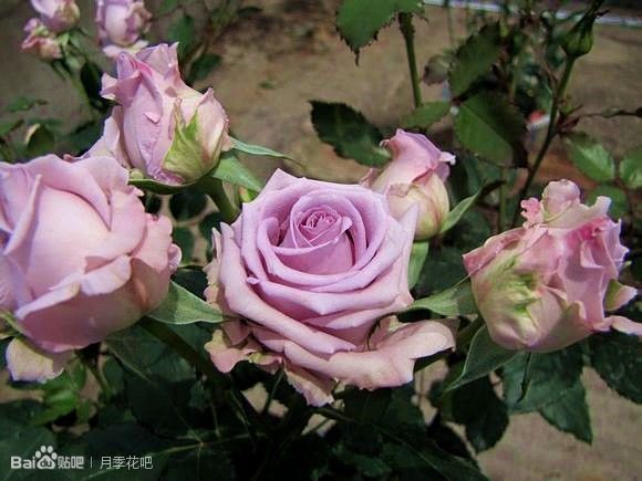 蓝紫色月季品种,39种紫藤品种