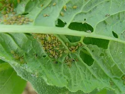 不用农药怎样消灭蔬菜上的蚜虫,蔬菜蚜虫和白粉虱用什么杀虫剂