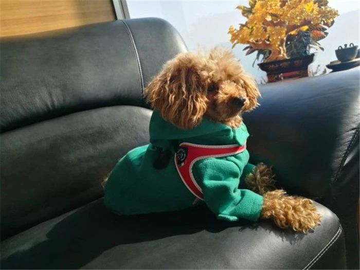 科学养狗让狗子听话,女孩子养狗遭嫌弃