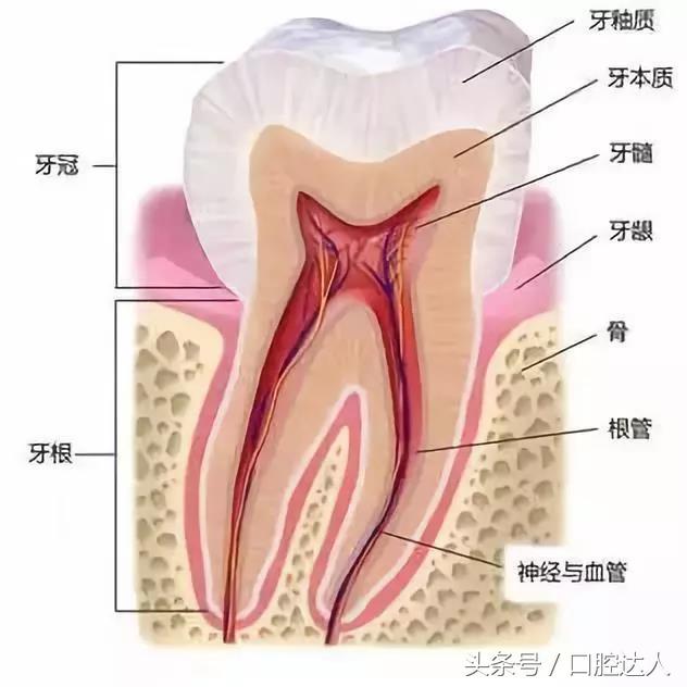 一颗牙怎么自己矫正,一颗牙怎么补那么多次才完成