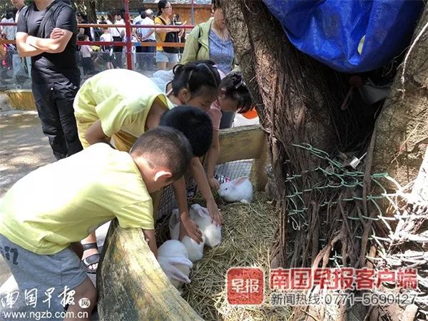 孩子喂兔子被兔子咬了,动物园兔子咬伤人是谁的责任