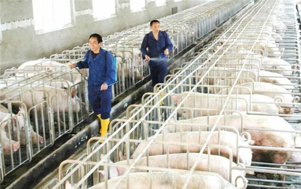 母猪奶水问题的5大解决措施