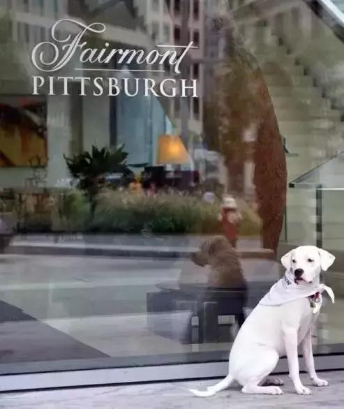 宠物友好五星级酒店,适合带宠物去的酒店