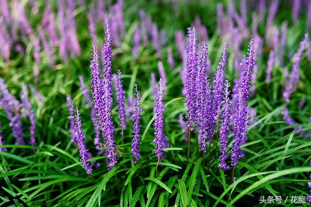 麦冬植物花卉,麦冬叶子像兰花