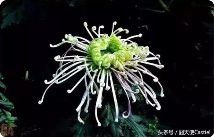 精美菊花100幅,100幅菊花国画简单