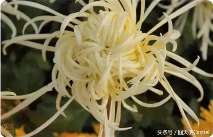 精美菊花100幅,100幅菊花国画简单