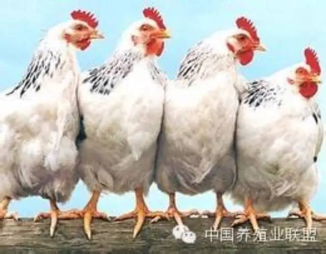 关于家禽的生理特征,家畜与家禽的十大系统区别