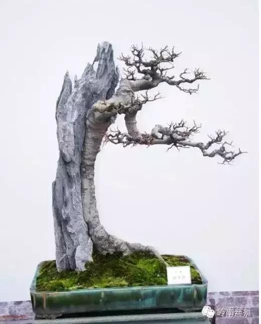 百看不厌的盆景欣赏,盆景欣赏难得一见的绝美盆景艺术