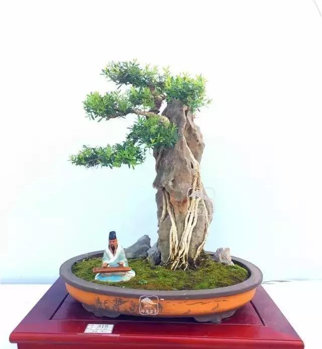 百看不厌的盆景欣赏,盆景欣赏难得一见的绝美盆景艺术