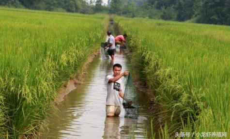 十月底稻虾田肥水管理,金秋10月稻田