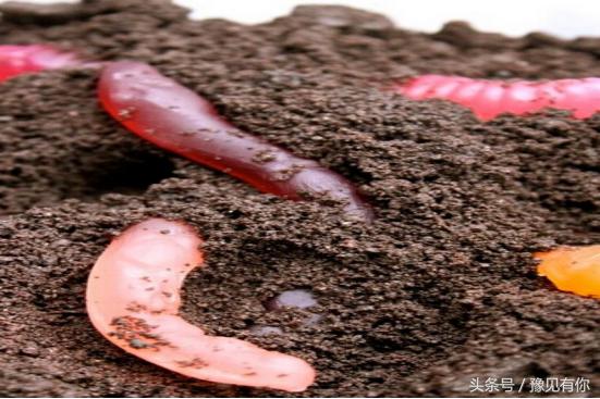 大象屎能吃不,大象粪便里还有人能吃的东西