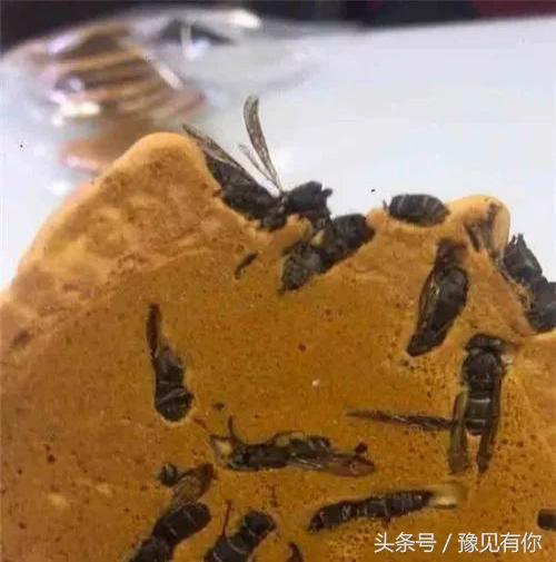 大象屎能吃不,大象粪便里还有人能吃的东西