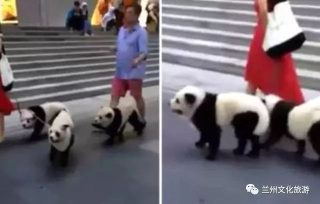 兰州哪里能看大熊猫,兰州能看大熊猫吗