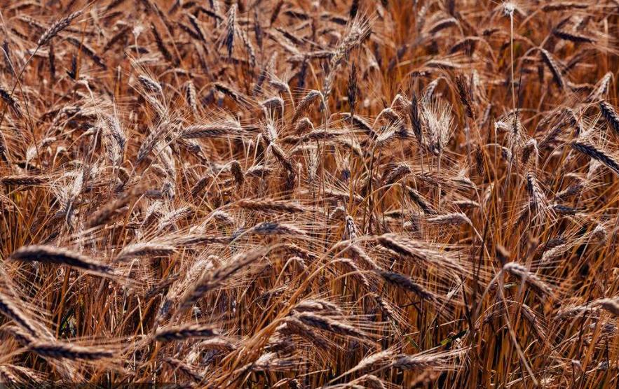 威士忌中文意思是什么,威士忌中英文对照表