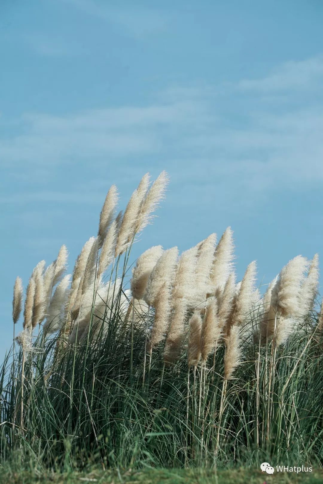 武汉汉口江滩芦苇花,秋高气爽去汉口江滩赏花