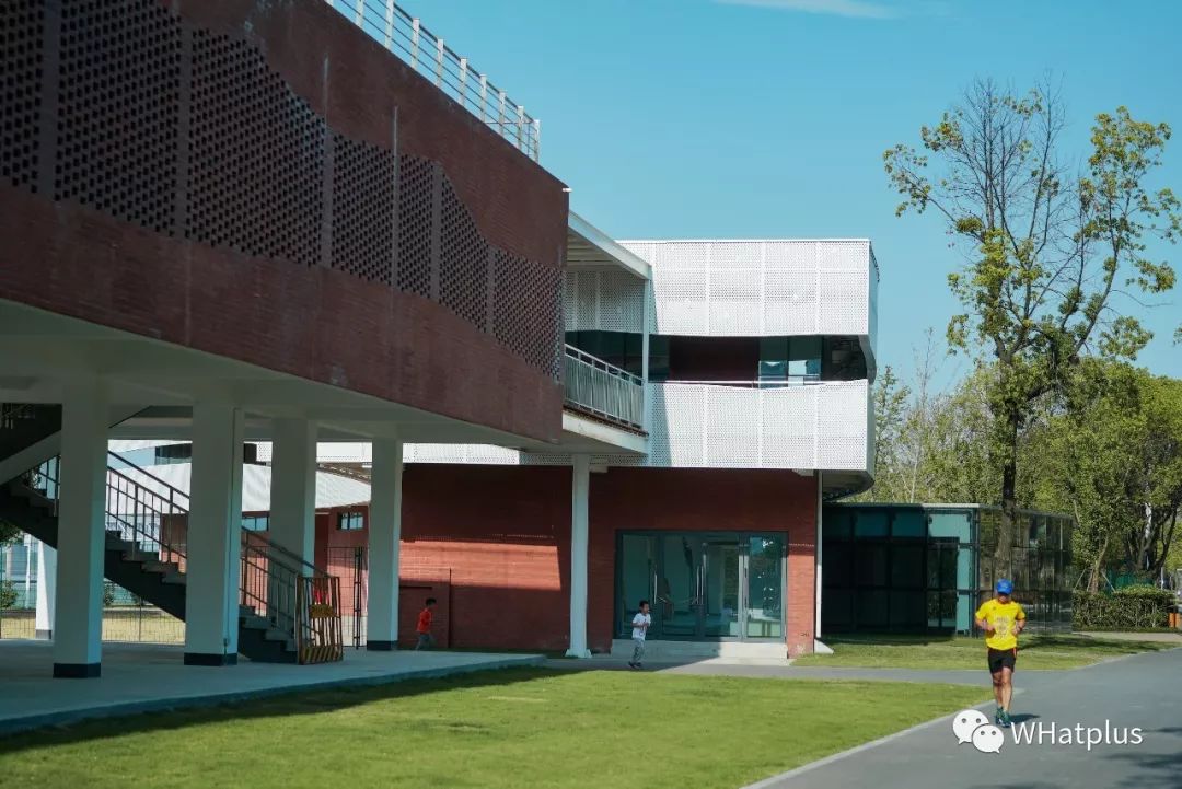 武汉汉口江滩芦苇花,秋高气爽去汉口江滩赏花