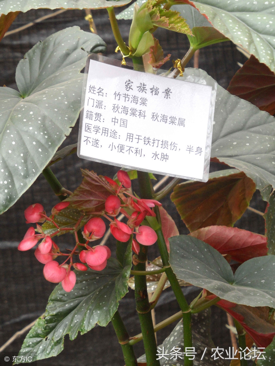 竹节海棠为什么总是扦插不活,竹节海棠为什么只长高不开花