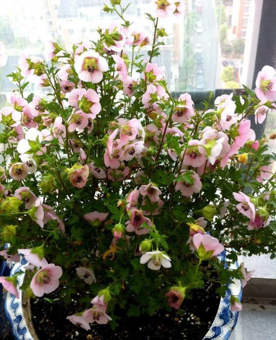 小木槿夏天怎么浇花,冬天小木槿在屋里怎么浇花