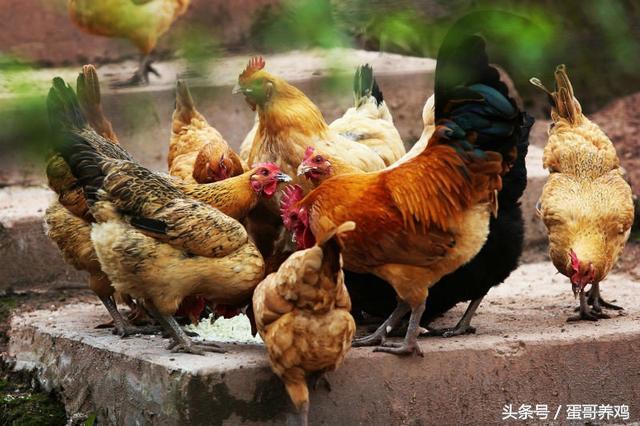 南瓜子给鸡驱虫吃法,养鸡秘诀土鸡养殖巧用大蒜来帮忙