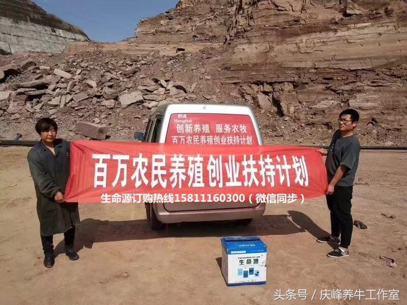 给牛人工授精完成后续关注事项,给牛人工授精需要关注什么