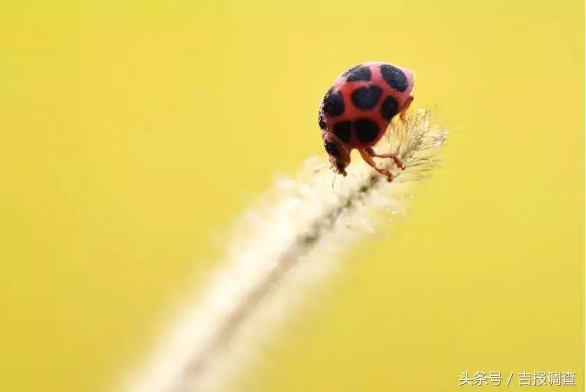 花大姐是不是益虫,花大姐益虫还是害虫