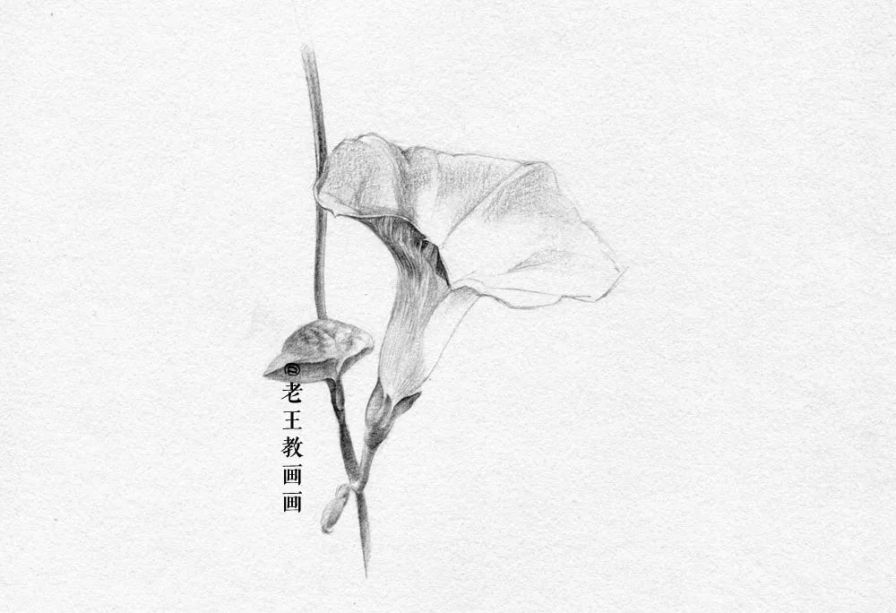 画画教程画满一张纸只用一支铅笔,画画教程用铅笔画一棵树