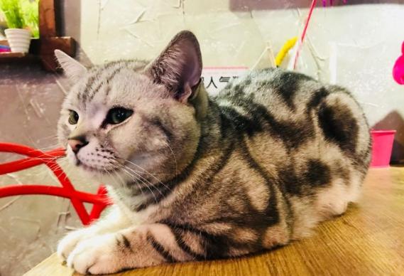 猫咪主题餐厅,大型撸猫现场曼谷猫咪咖啡馆推荐