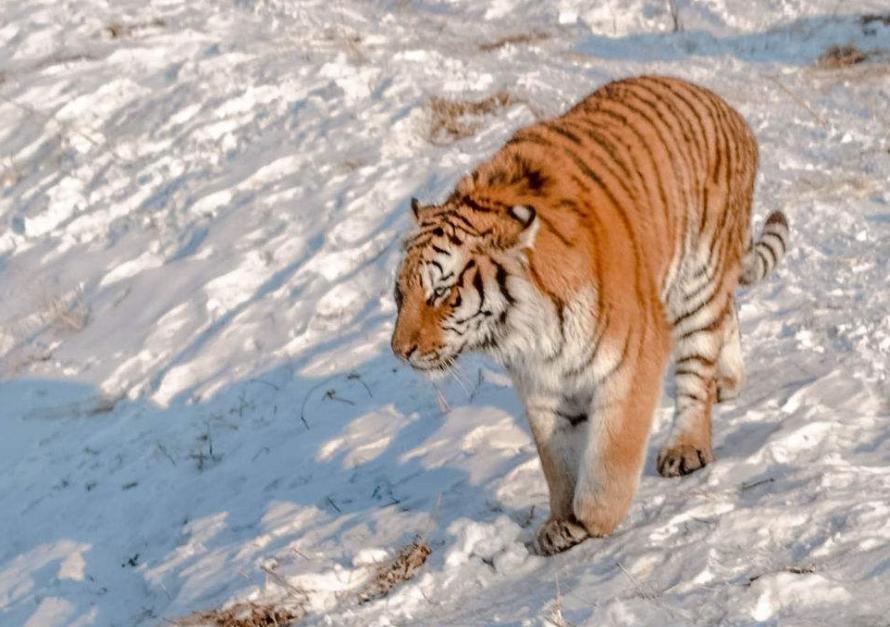 背部看起来很厚怎么办,背部一边宽一边窄怎么改善