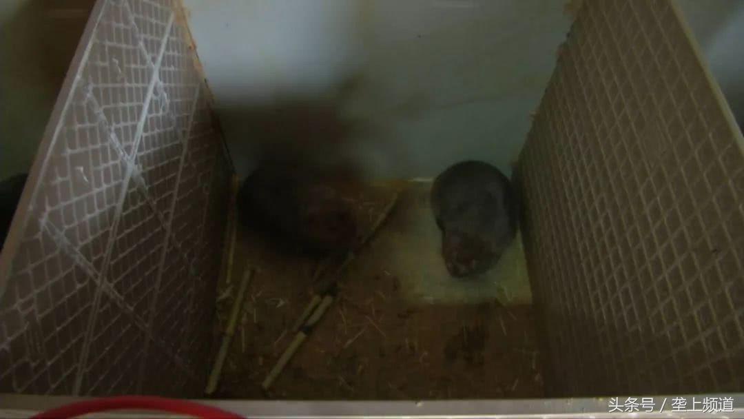 养竹鼠可以发家致富吗,养竹鼠需要大量的竹子吗